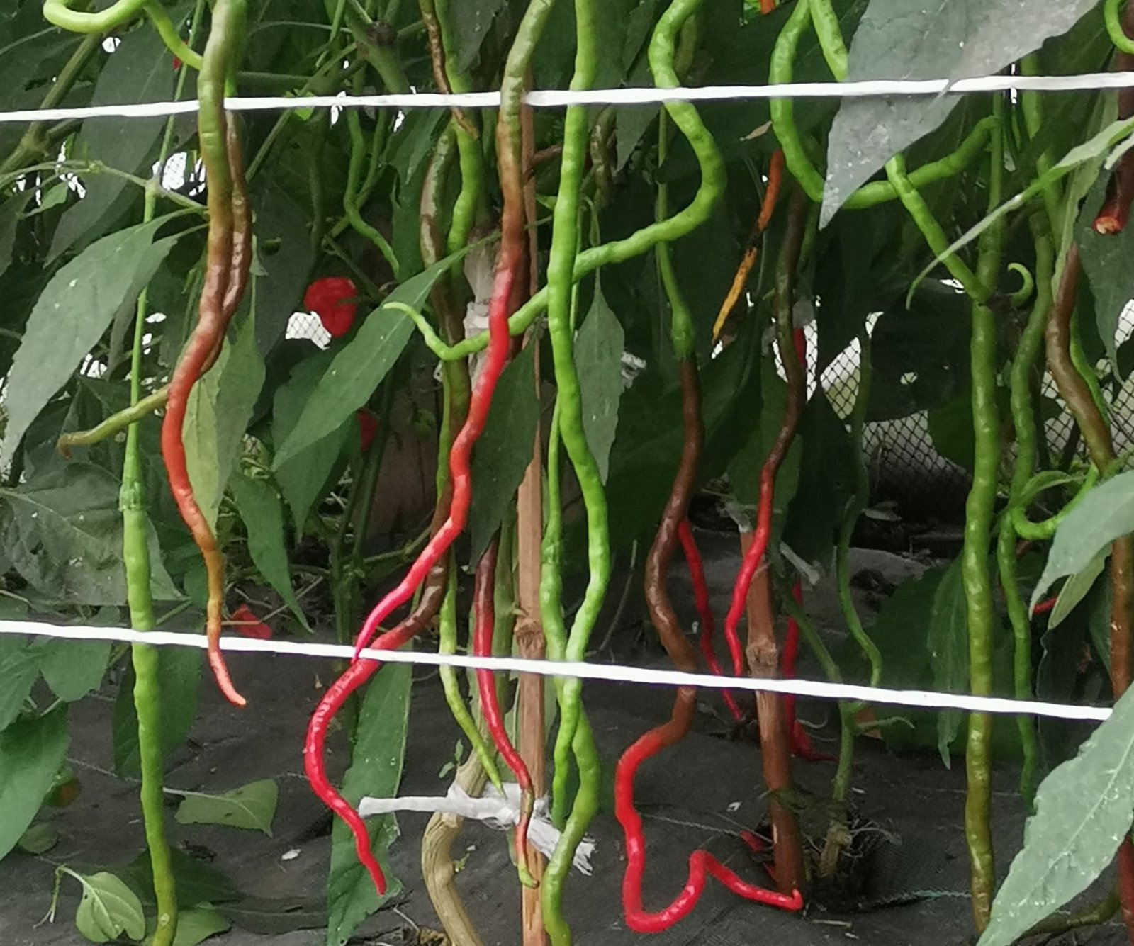 Thunder Mountain Longhorn previo a la cosecha en nuestra finca del pais vasco. Hechos por Txili picantes.