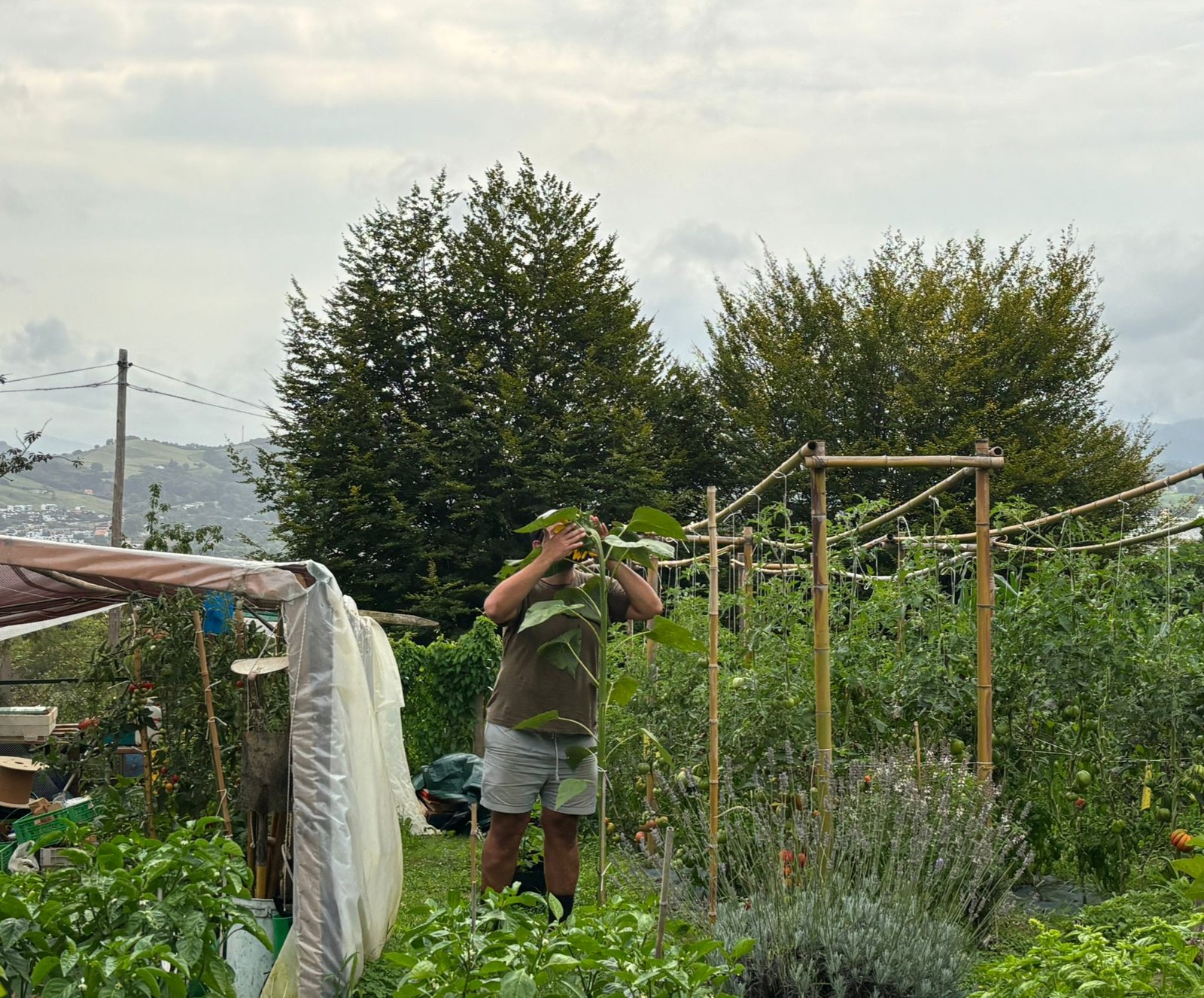 El encargado de la finca txili supervisa el crecimiento de las diferentes plantas que cultivamos libre de cualquier tratamiento quimico.