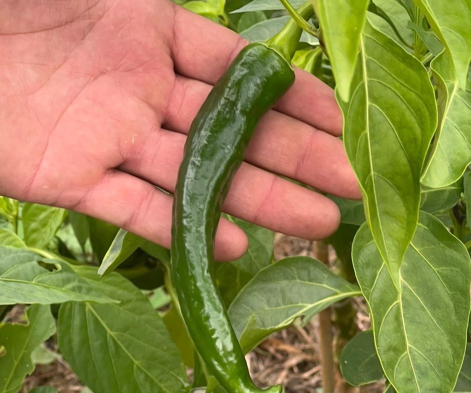 Cheongyang chili pepper cultivados y cosechados en el pais vasco. Hechos por Txili picantes.