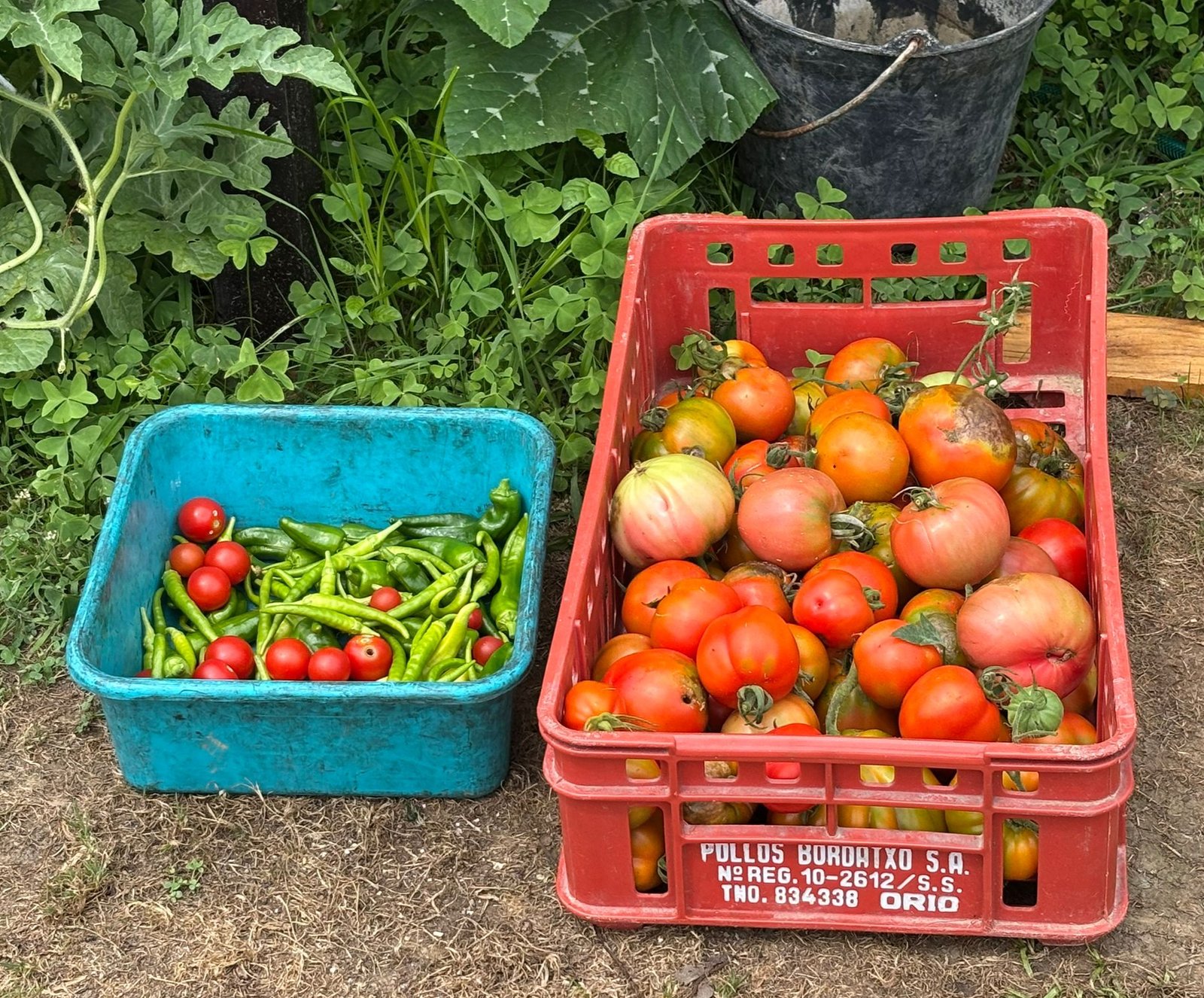 La primer recoleccion del año en Txili. Tomates y chiles para realizar nuestras propias conservas.
